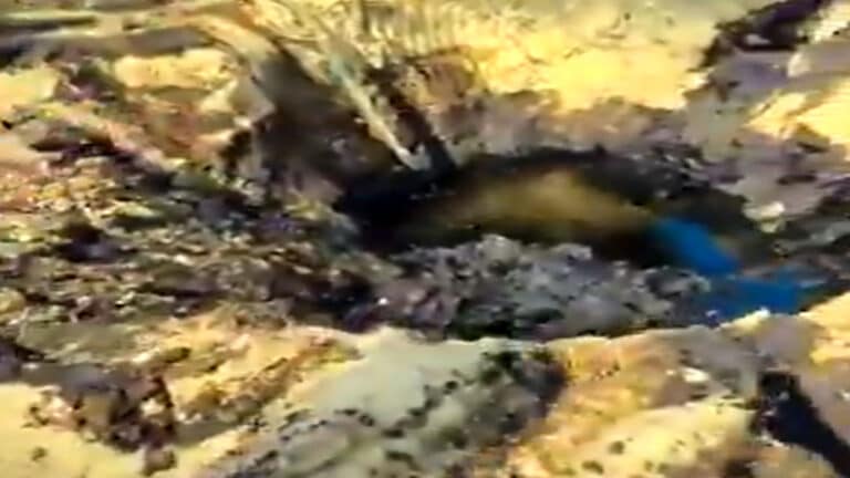 Barmer Crude Oil Leak: बाड़मेर में 4 दिन से जमीन से निकल रहा कच्चा तेल, क्या है असली वजह? cruide oil in barmer.jpg