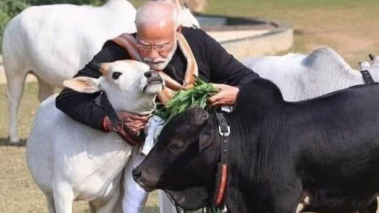 बादाम से भी महंगा दूध, 4 लाख की नन्ही गाय ने सहारनपुर में मचाई धूम, पीएम मोदी की भी दुलारी punganur mini 1