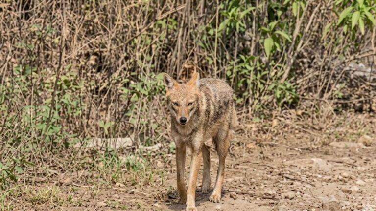 Golden Jackal sighting