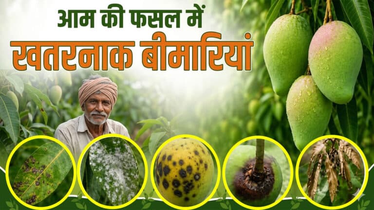 aam ki fasal ki bimariyan.jpg