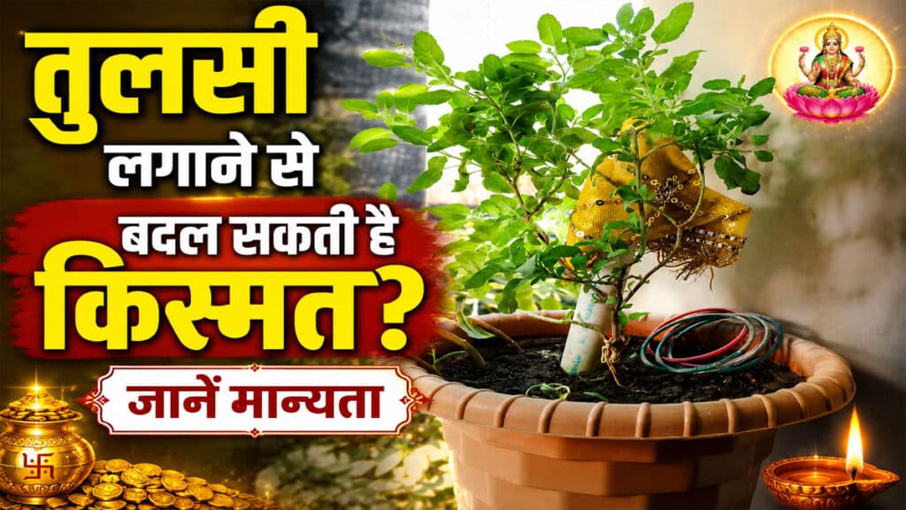 क्या घर में तुलसी लगाने से बदल सकती है किस्मत? जानें मान्यता tulsi plant benefits